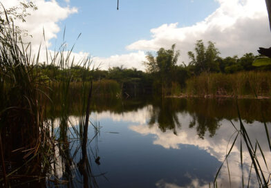 Presidente Abinader crea el Refugio de Vida Silvestre Humedales de Laguna Prieta